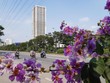 Hà Nội: Phân khúc căn hộ quý I/2021 phục hồi mạnh mẽ