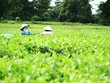 Hỗ trợ người dân Tây Nguyên và Nam Trung bộ phát triển nông nghiệp quy mô nhỏ ứng phó với biến đổi khí hậu