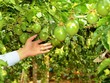 Hôm nay (8/8), Hoàng Anh Gia Lai và Thaco sẽ chính thức công bố hợp tác chiến lược