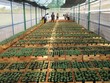 Hỗ trợ doanh nghiệp đầu tư nghiên cứu, phát triển giống cây trồng mới