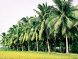 Mộc mạc củ hũ dừa - nét tinh hoa của ẩm thực Bến Tre