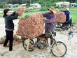 Hành tím Lý Sơn giá cao nhất từ trước đến nay
