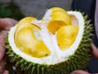 Tài xế Trung Quốc có nồng độ cồn vượt giới hạn do ăn nhiều sầu riêng