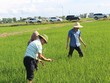 Hồ đập cạn trơ đáy, 6.000 ha lúa sắp chết khô ở Nghệ An