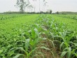 Giống cây trồng Miền Nam (SSC) trả cổ tức 20% bằng tiền mặt