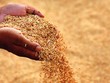 Tập đoàn Lộc Trời (LTG) trả cổ tức năm 2018 bằng tiền mặt, tỷ lệ 16%