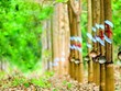Cao su Phước Hòa (PHR): Quý I/2020, lợi nhuận tăng trưởng gần 160% so với cùng kỳ