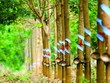 Cao su Phước Hòa (PHR) chi gần 340 tỷ đồng tạm ứng cổ tức đợt 1/2020