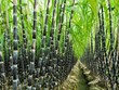 Gửi câu hỏi điều tra chống bán phá giá một số sản phẩm mía đường từ Thái Lan