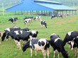 Vì sao Vilico (VLC) không đầu tư vào Mộc Châu Milk (MCM) dù có đủ nguồn lực tài chính?