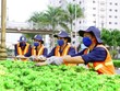 Sonadezi (SZE): Lợi nhuận 6 tháng sụt giảm mạnh
