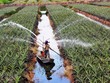 Doanh nghiệp đầu tư vào nông nghiệp, hạn chế bởi dính rủi ro pháp lý bất cứ lúc nào
