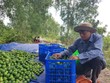 Chanh Việt gây chú ý tại thị trường Nhật Bản