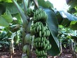 Giá chuối tăng cao kỷ lục, giá thu gom tại vườn có nơi gần 20.000 đồng/kg
