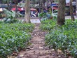 Vườn hoa ở Hà Nội được cắm chông để tránh bị giẫm đạp