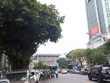 Hà Nội dời hàng loạt cây sưa đỏ để làm Metro