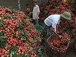 Hơn 80 doanh nghiệp Trung Quốc sang mua vải thiều