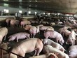 Việt Nam tạm dừng nhập khẩu thịt lợn Hungary và Ba Lan vì lo dịch tả