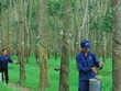 Cao su Tây Ninh (TRC) đặt mục tiêu lãi 106 tỷ đồng năm 2019