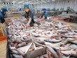Xuất khẩu cá tra lao dốc