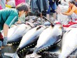 Cá ngừ xuất sang Mexico tăng mạnh