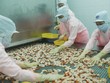 MPC đầu tư thêm 280 tỷ đồng vào Minh Phú - Lộc An
