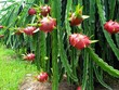 Giáp Tết, thanh long tăng giá cao