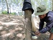 Ngành cao su "xẹp hơi" kế hoạch