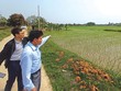 Giới đầu tư bất động sản săn lùng đất ngoại ô Hà Nội