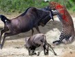 Linh dương đầu bò liều mình quyết chiến báo hoa mai giải cứu con nhỏ
