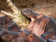 Ông vua đầm lầy - cá sấu bị đàn hà mã điên cuồng "làm gỏi"