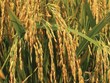 Louis Agro thâu tóm Xuất nhập khẩu An Giang (AGM), thêm toan tính khác