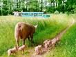 Cuộc đào tẩu bất khả thi của lợn mẹ và cái kết đẹp hơn cả trong truyện cổ tích