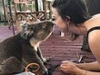 Không chịu nổi cảm giác cô đơn, chú gấu koala tìm đến con người để được yêu thương