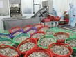 Ngành triển vọng cùng quan hệ thương mại Việt - Mỹ
