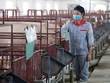 Cổ phiếu ngành chăn nuôi hụt hơi theo đà giảm giá thịt
