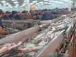 Nam Việt “hồi sinh” mạnh mẽ, mục tiêu xuất khẩu đa thị trường