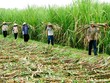 Gỡ khó cho ngành đường: Doanh nghiệp đường cần đổi mới