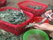 Đưa tạp chất vào thủy sản: Mức phạt tăng 10 lần