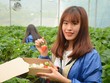 Vườn dâu tây ở Sa Pa thu phí tham quan 4 ngày nghỉ lễ