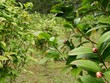 Trồng trà hoa vàng thu tiền tỷ mỗi năm ở Quảng Ninh