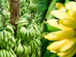 Nửa triệu đồng một buồng chuối dịp Tết