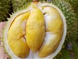 Sầu riêng Lâm Đồng tăng giá mạnh