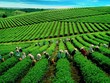 GTNFoods (GTN): Quý III/2020 lợi nhuận tăng 289% do quản trị hiệu quả hơn