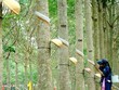 Cao su Phước Hoà (PHR) đặt kế hoạch lợi nhuận năm 2021 là 750,8 tỷ đồng, giảm gần 35%