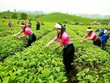 GTNFoods (GTN) trình cổ đông kế hoạch sáp nhập vào Tổng công ty Chăn nuôi Việt Nam (VLC)