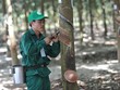 Tập đoàn Cao su báo lãi tăng hơn 74%, sắp chốt quyền trả cổ tức 2.400 tỷ đồng