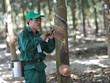 Công nghiệp Cao su Việt Nam (GVR): Thành viên HĐQT vừa bán ra 71.600 cổ phiếu
