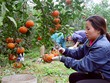 Mức cho vay tối đa với hộ gia đình trồng cây công nghiệp, cây ăn quả, nuôi trồng thủy hải sản
