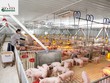 IFC hỗ trợ GREENFEED Việt Nam 1.000 tỷ đồng